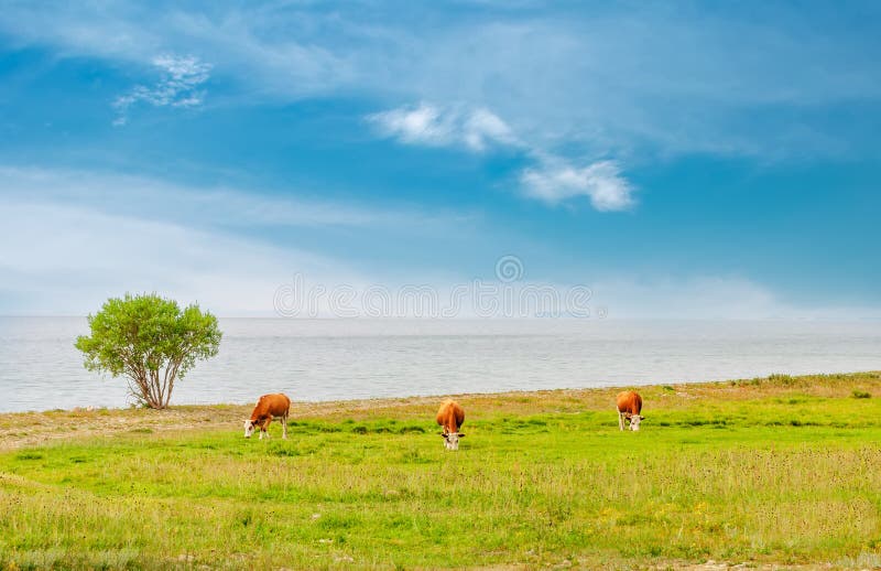 185 Cows Real Farm Animals Stock Photos - Free & Royalty-Free Stock Photos  from Dreamstime