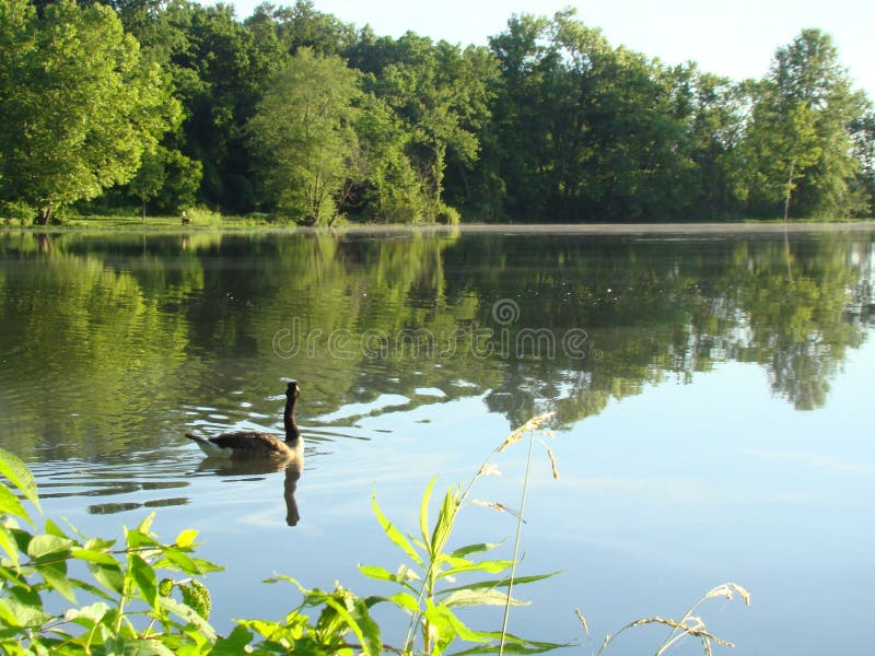 Swimming Canadian Goose Picture. Image 1920887