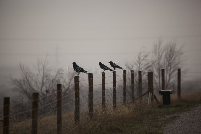 Tres cuervos en niebla sobre el naturaleza reservar en reino unido.