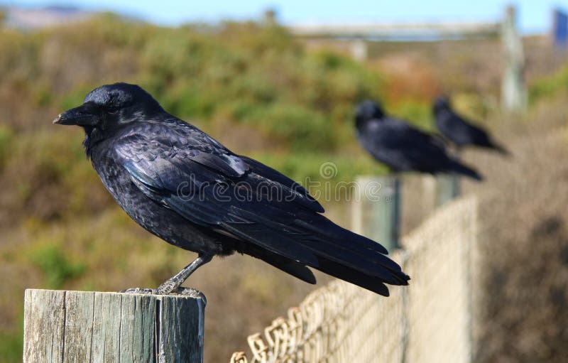 Three Crows Standing Side By Side on Three Fence Posts 1