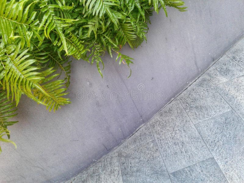 Three curved lines are made of green plants and small cement walls and tile flooring royalty free stock photos Three curved lines are made of green plants and small cement walls and tile flooring royalty free stock photos