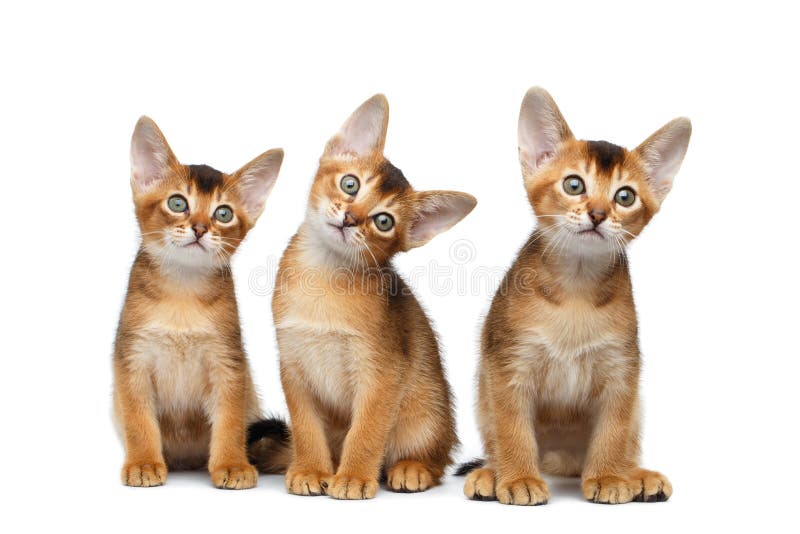 Three Cute Abyssinian Kitten Sitting on Isolated White Background royalty free stock photos Three Cute Abyssinian Kitten Sitting on Isolated White Background royalty free stock photos