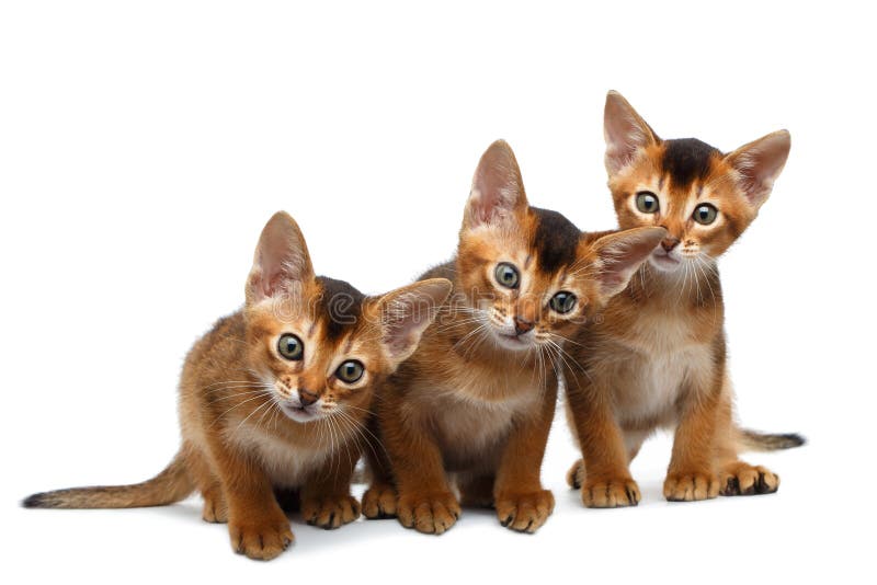 Three Cute Abyssinian Kitten Sitting on Isolated White Background