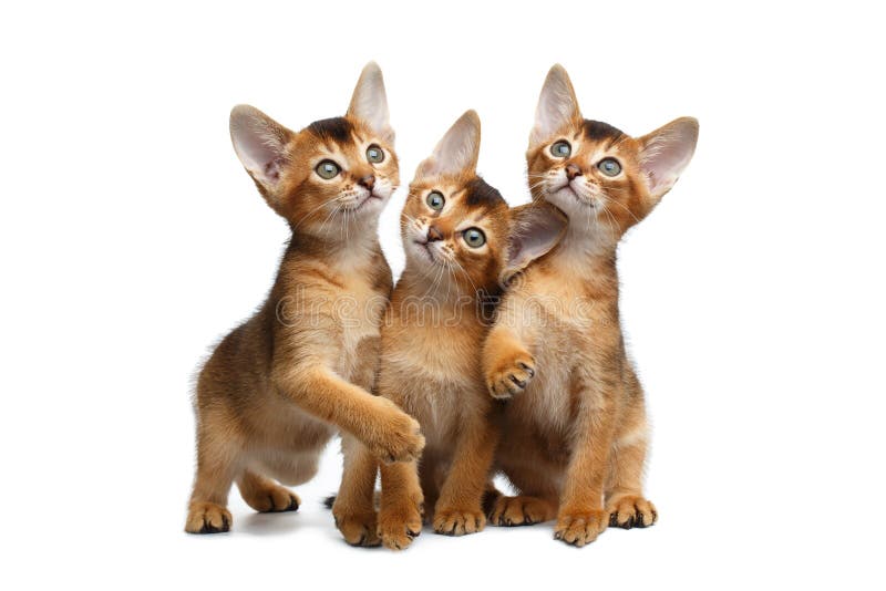 Three Cute Abyssinian Kitten Sitting on Isolated White Background stock image Three Cute Abyssinian Kitten Sitting on Isolated White Background stock image