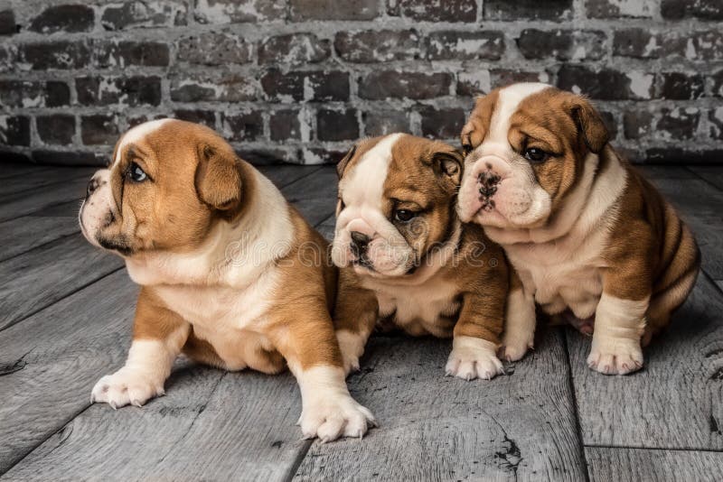 Three Cute Brown Wrinkled Bulldog Puppies in the Studio, Sitting and ...