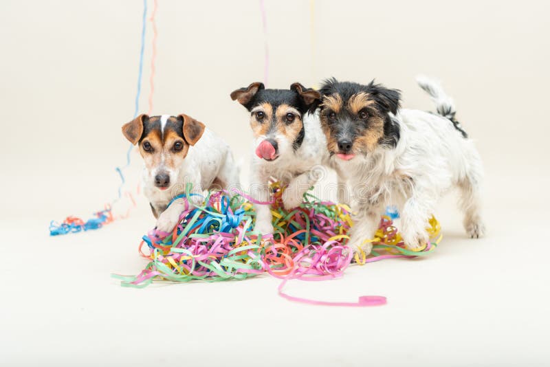 Three cute naughty party dog. Jack Russell dogs ready for carnival