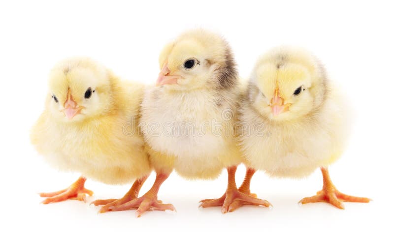Three Cute Chicks Stock Image Image Of Front Newborn 88529833