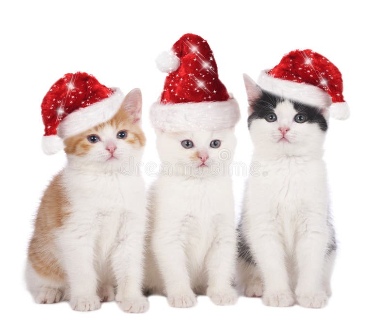 Three cute christmas cats with hats royalty free stock photo Three cute christmas cats with hats royalty free stock photo