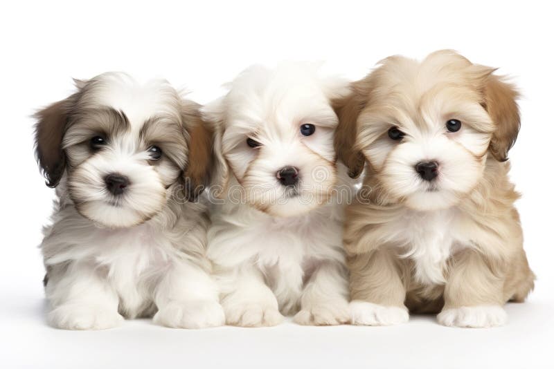 Havanese Puppies Stock Illustrations 25 Havanese Puppies Stock Illustrations Vectors Havanese Puppies Stock Illustrations 25 Havanese Puppies Stock Illustrations Vectors