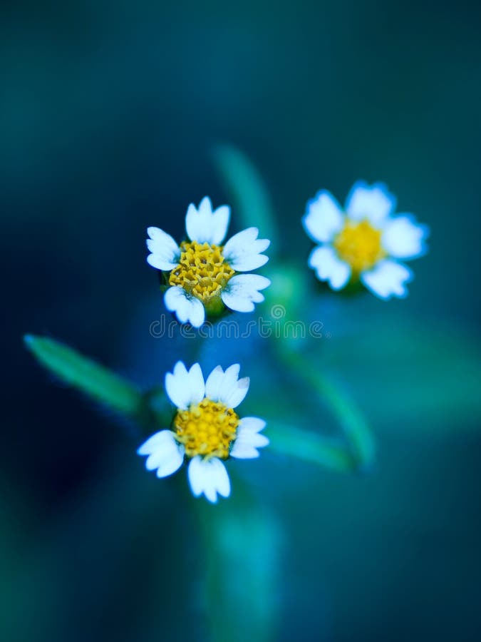 17+ Darling daisies Free Stock Photos StockFreeImages