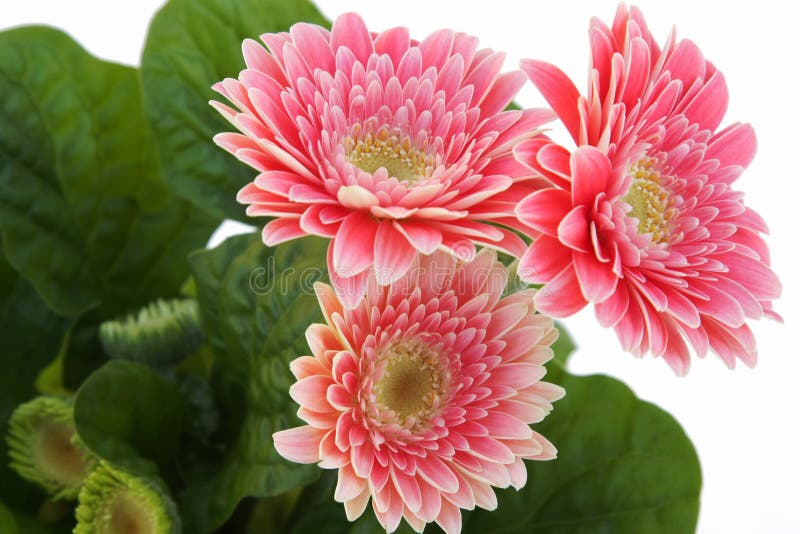 Three daisies on white royalty free stock photos Three daisies on white royalty free stock photos