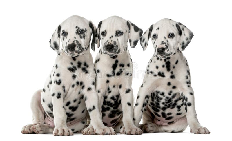 how many puppies can a dalmatian have