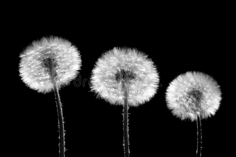 Three dandelions on black