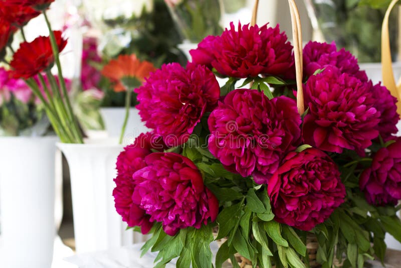 Three dark pink peonies flowers in a vase indoors. Spring flowers. Beautiful peonies in a bouquet.