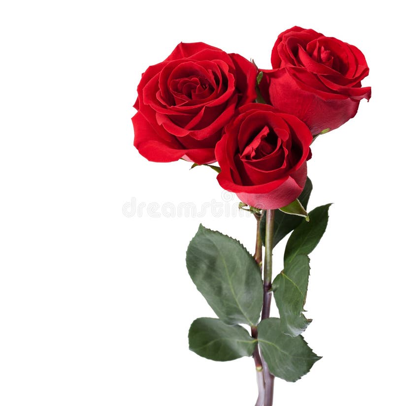 Two Roses stock image. Image of rose, background, anniversary - 16352899