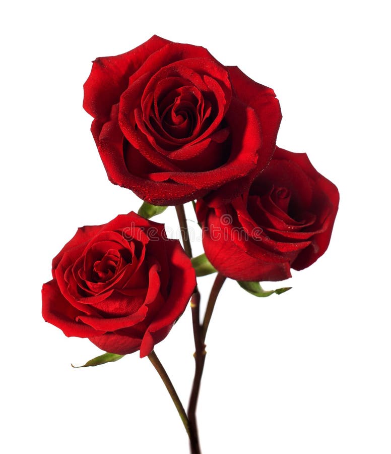 Three dark red roses