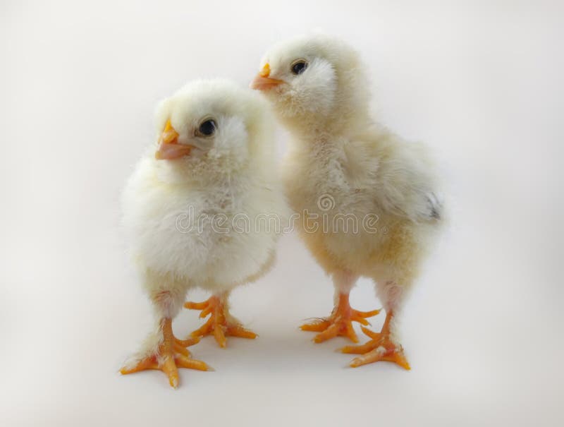 Three day old chicken duo called Salmon Faverolles