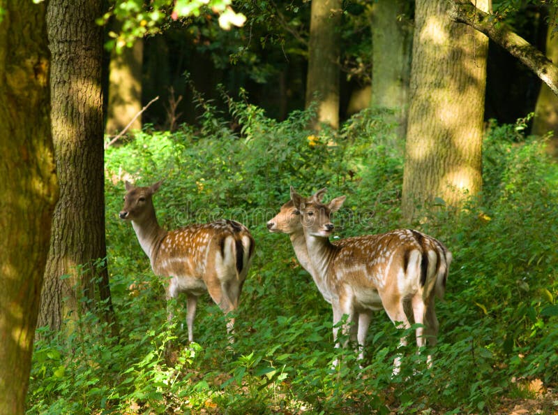 Three deers in the forest