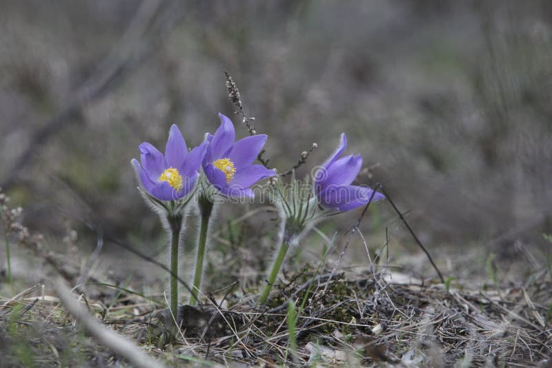 Three delicate spring lilac snowdrop flowers pulsatilla patens in a forest glade. Close up, selective focus. stock photo Three delicate spring lilac snowdrop flowers pulsatilla patens in a forest glade. Close up, selective focus. stock photo
