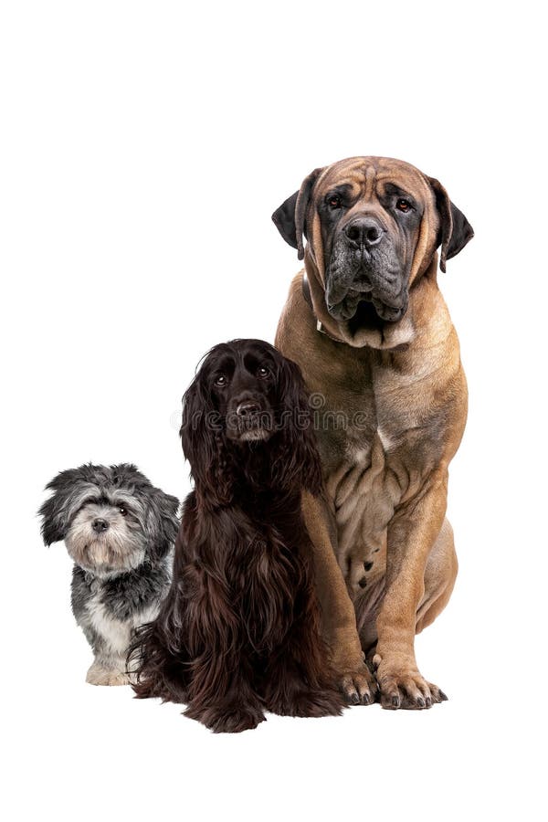 Three different size dogs royalty free stock photos