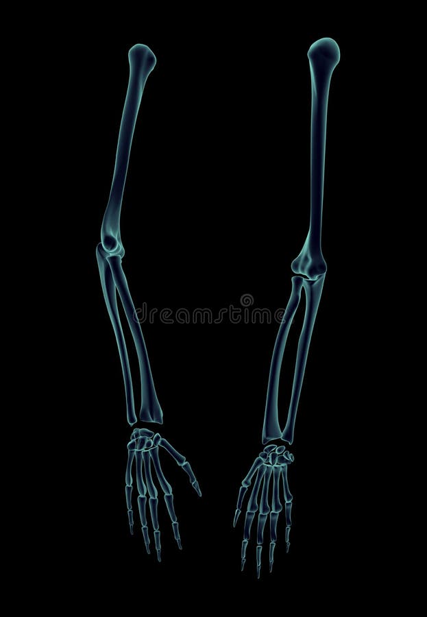 Three-dimensional anatomical model of human arm