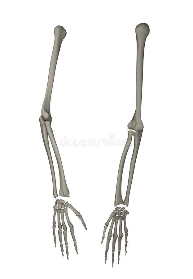Threedimensional Anatomical Model of Human Arm in Stock Illustration
