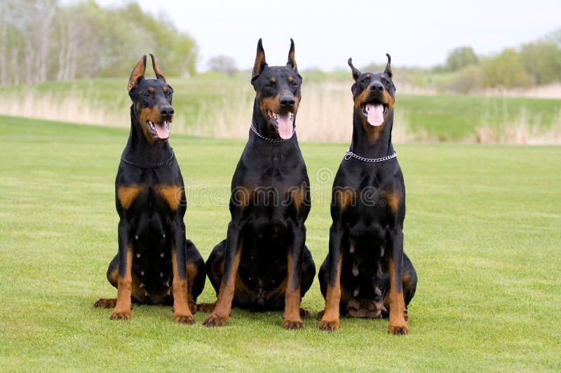 Three dobermans stock photo. Image of doberman, portrait 9432878
