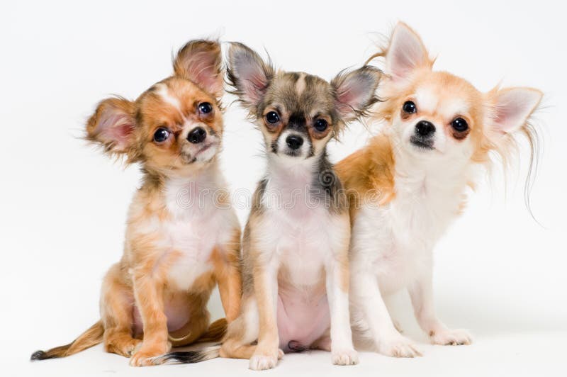 Three dogs of breed chihuahua