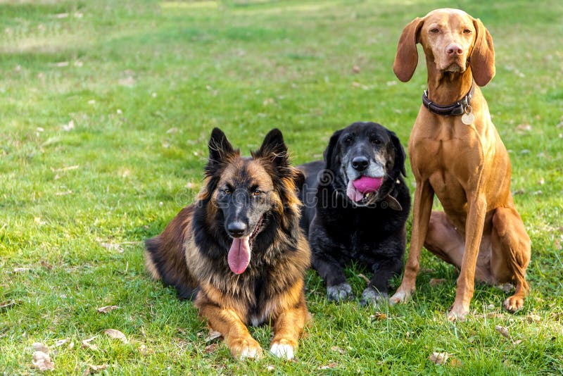 Three dogs lying on meadow. Dog rest. Waiting for feeding. Different breeds of dogs. Pets. Dog`s eyes