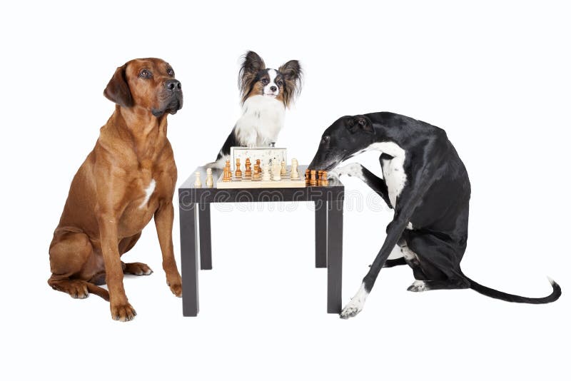 Dogs playing chess stock photo. Image of chess, breed 33260448