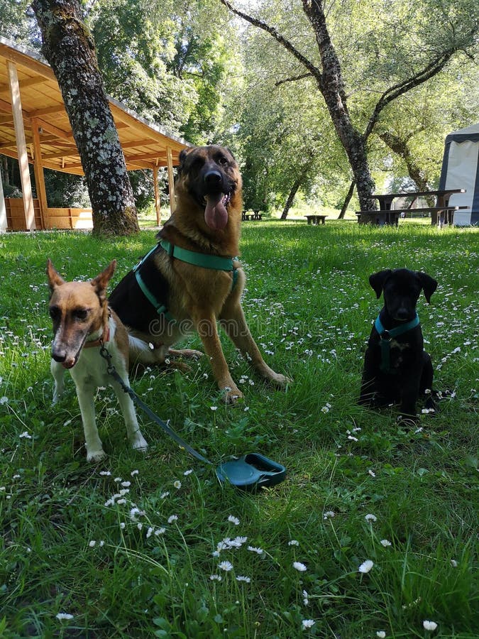 Animaux De Compagnie Vacansoleil