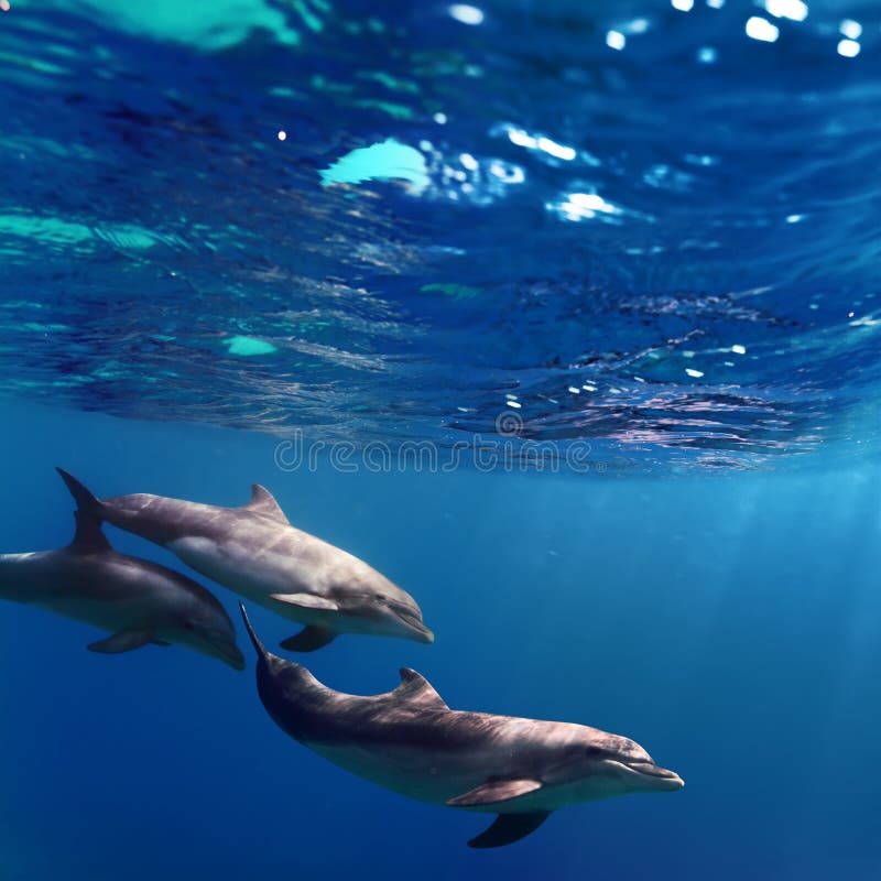 Pequeno rebano de delfines en rayos de sol.