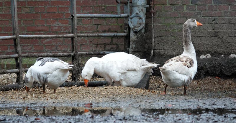 Three domestic geese on a barnyard