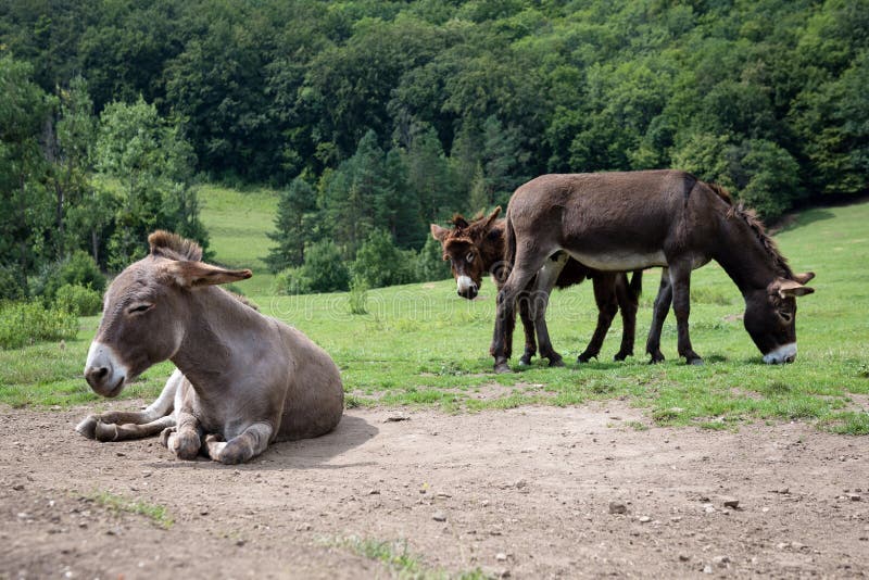 Three donkeys on a meadow