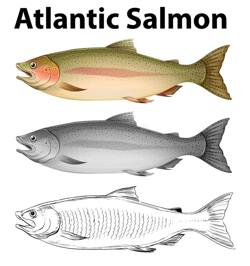 Salmon Life Cycle Infographics Stock Vector Illustration of layout