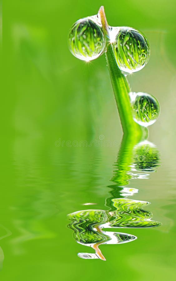 Three beautiful transparent glittering drops of dew on grass stalks reflecting in the water. Whole field is mirroring in them!. Three beautiful transparent glittering drops of dew on grass stalks reflecting in the water. Whole field is mirroring in them!