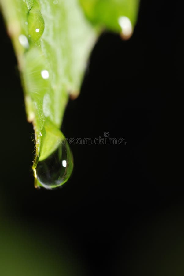 Three drops on a leaf