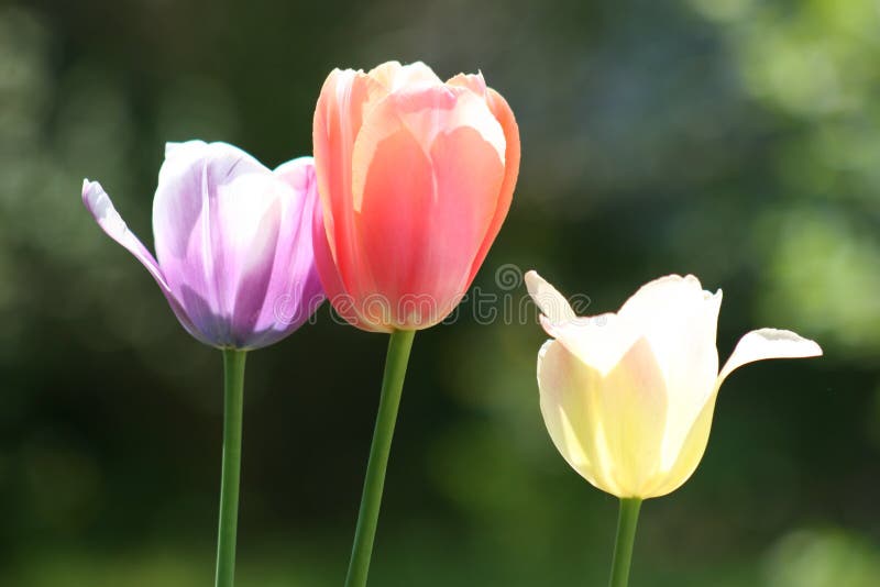 Three Easter Tulips - close