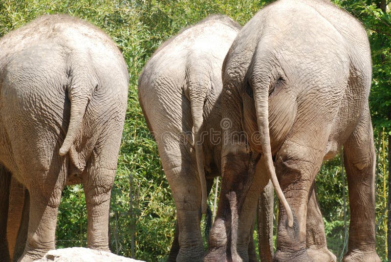 Three elephant bottoms stock photo. Image of wrinkled - 16881102