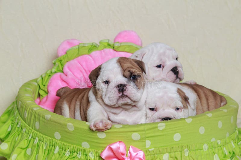 Three English Bulldog Puppies Stock Image - Image of wrinkle, portrait ...