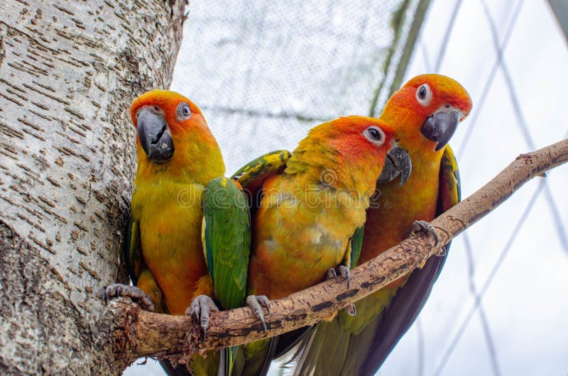 Three colorful parrots close-up on a branch