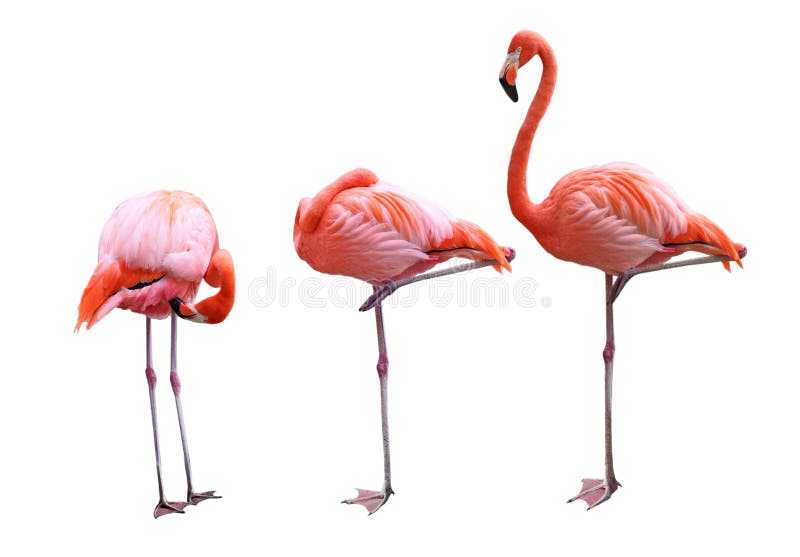 Three Flamingo