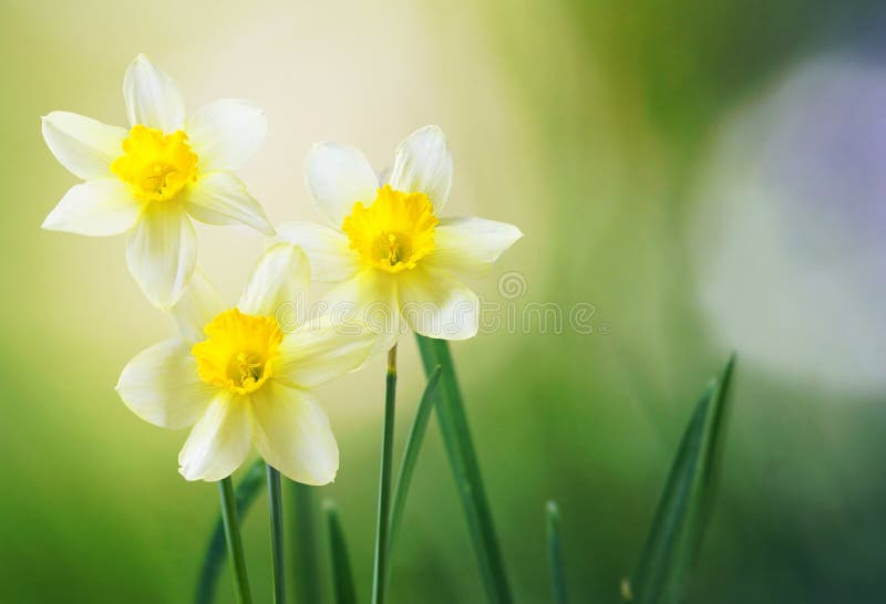 Three Flower Daffodils in Spring Outdoors in Grass in the Sun Closeup
