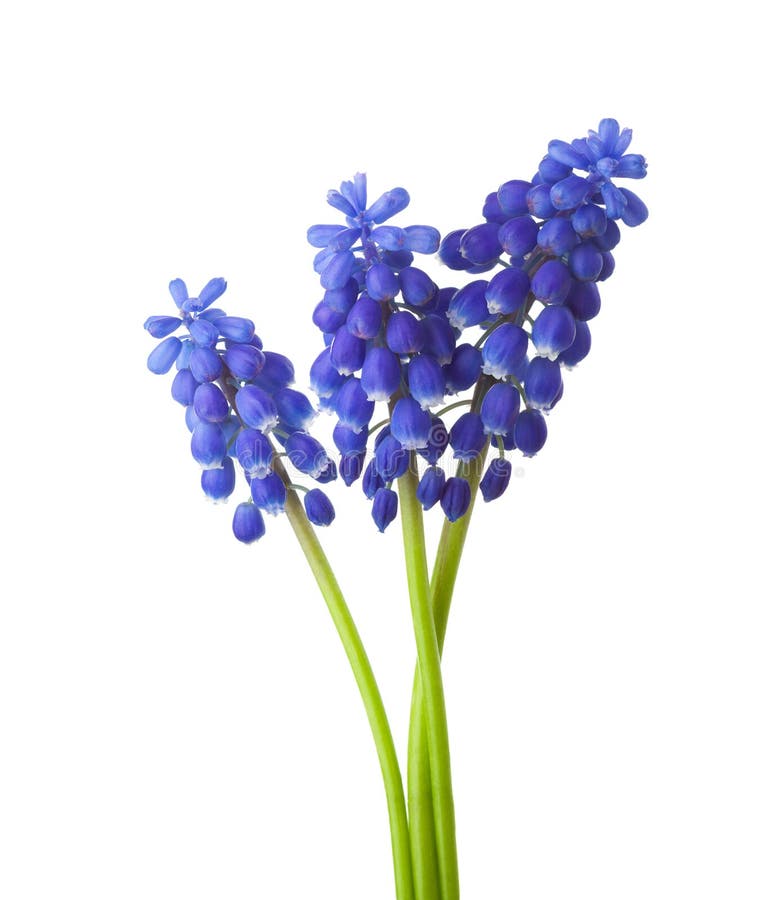 Flower of Muscari Isolated on White Background. Grape Hyacinth Stock ...