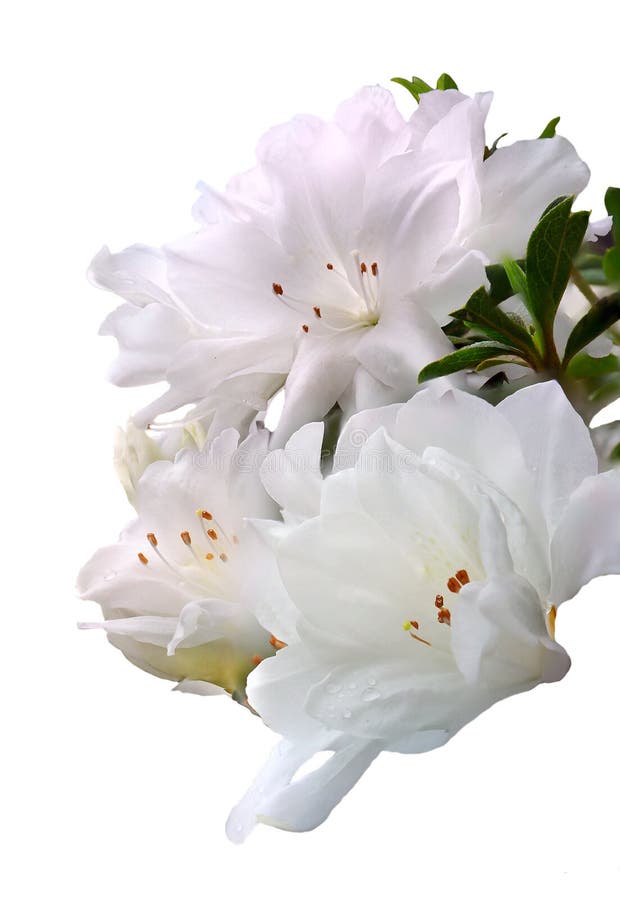 Three Focus Stacked White Azaleas Isolated on White stock images