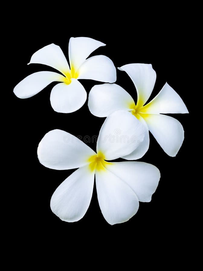 Frangipani stock photo. Image of frangipani, nature, card 17947248