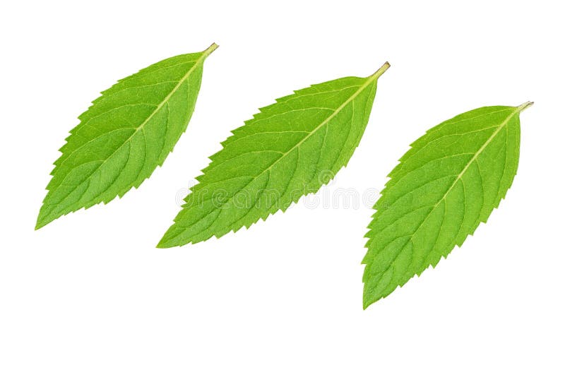 Three fresh green mint leaves isolated on white background