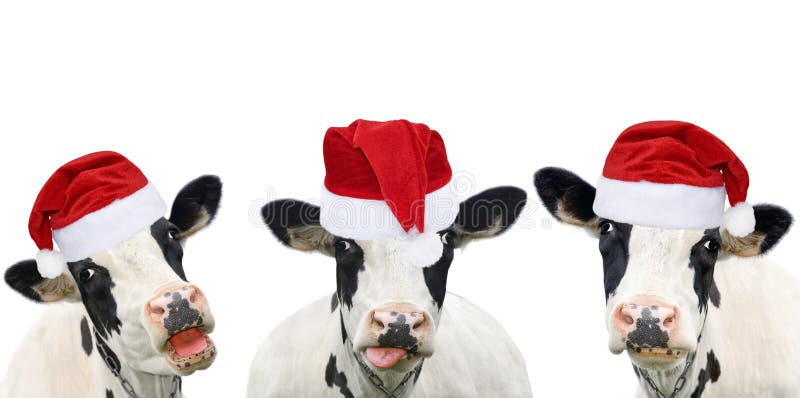 Three funny cows in Christmas hats
