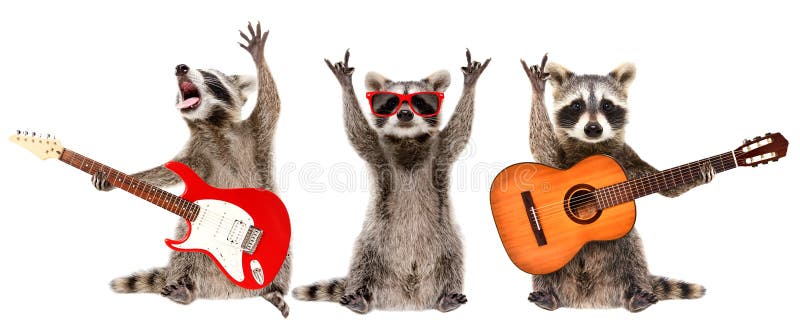 Three funny raccoons musicians standing with guitars