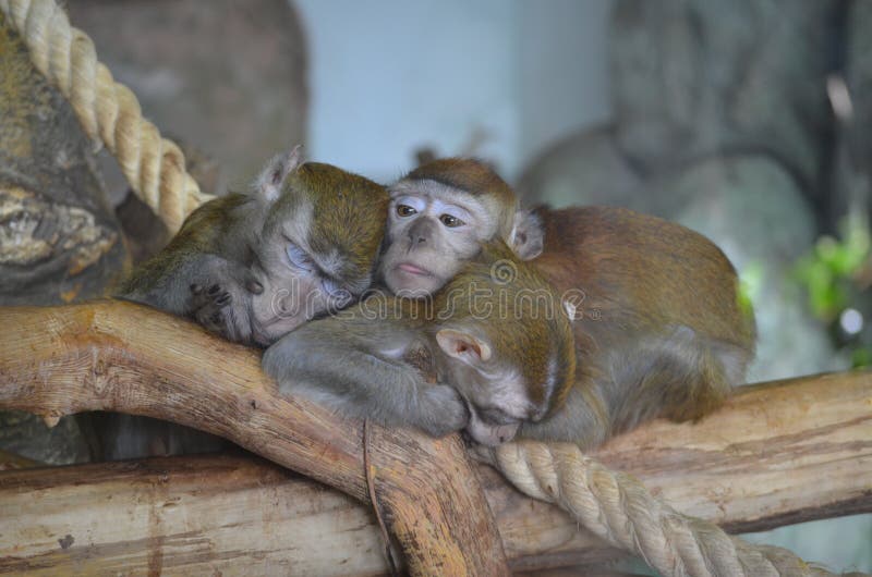 303 Three Funny Monkeys Stock Photos - Free & Royalty-Free Stock Photos from Dreamstime 303 Three Funny Monkeys Stock Photos - Free & Royalty-Free Stock Photos from Dreamstime